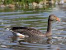Greylag Goose (WWT Slimbridge July 2013) - pic by Nigel Key